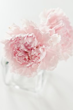 pembe çiçekler