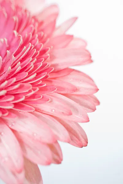 Daisy pembe gerbera ait closeup fotoğraf — Stok fotoğraf