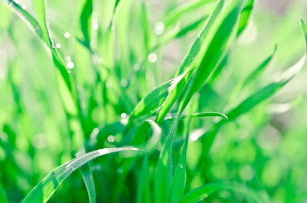 Green grass background — Stock Photo, Image