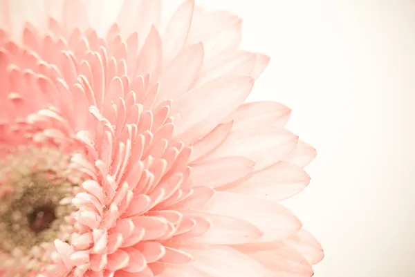 Närbild foto av pink daisy gerbera — Stockfoto