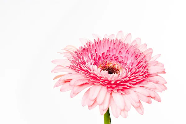 Närbild foto av pink daisy gerbera — Stockfoto