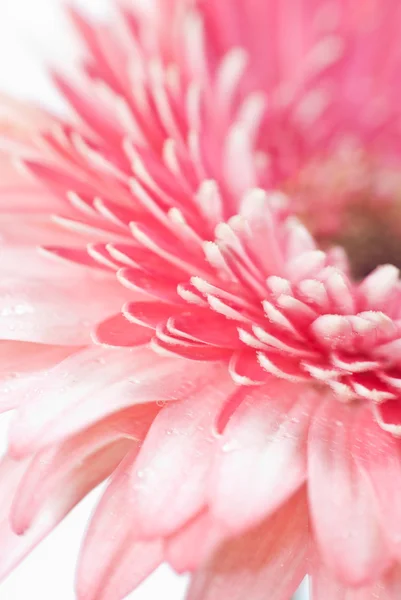Foto de close-up de rosa daisy gerbera — Fotografia de Stock