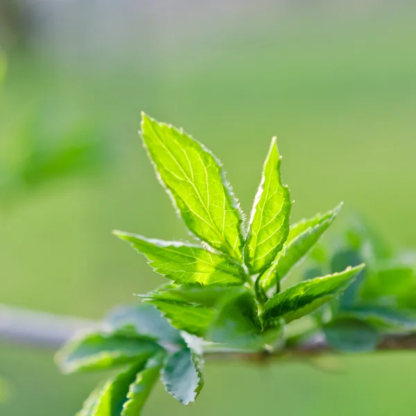 Leaves — Stock Photo, Image