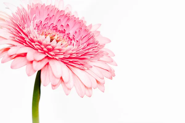 Daisy pembe gerbera ait closeup fotoğraf — Stok fotoğraf