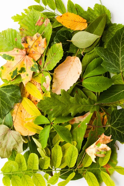 Leaves autumn background — Stock Photo, Image