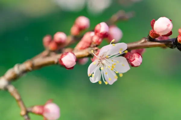 Květ chery strom — Stock fotografie