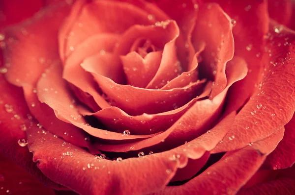 Donkere rode roos met waterdruppeltjes — Stockfoto