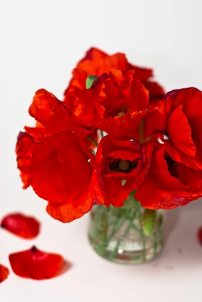 Red poppy — Stock Photo, Image