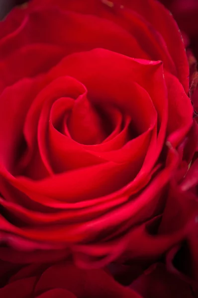 Rosa vermelha escura com gotas de água — Fotografia de Stock