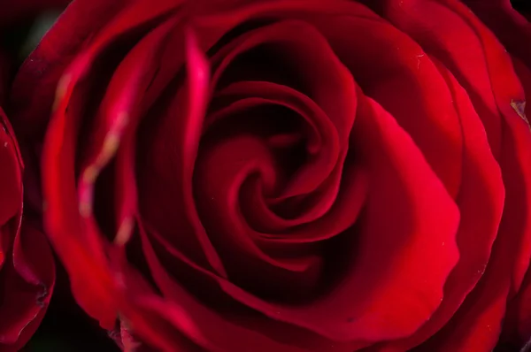 Rosa rossa scura con goccioline d'acqua — Foto Stock
