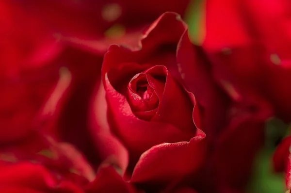 Rosa rossa scura con goccioline d'acqua — Foto Stock