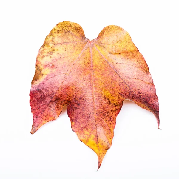 Сухе листя — стокове фото