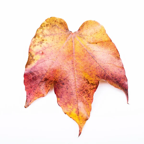 Dry leaves — Stock Photo, Image