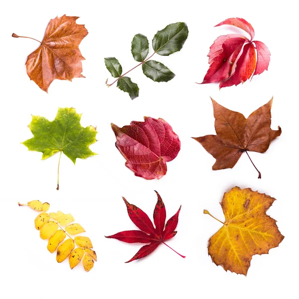 Autumn leaf — Stock Photo, Image