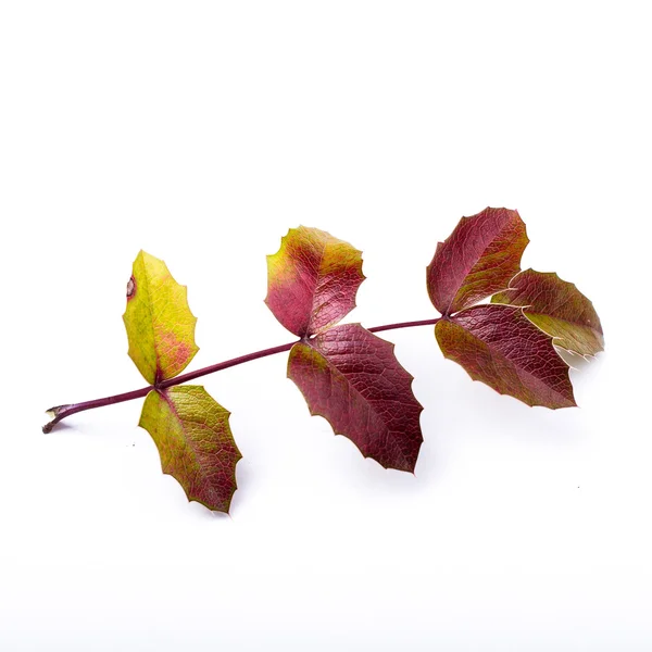 Autumn leaf — Stock Photo, Image