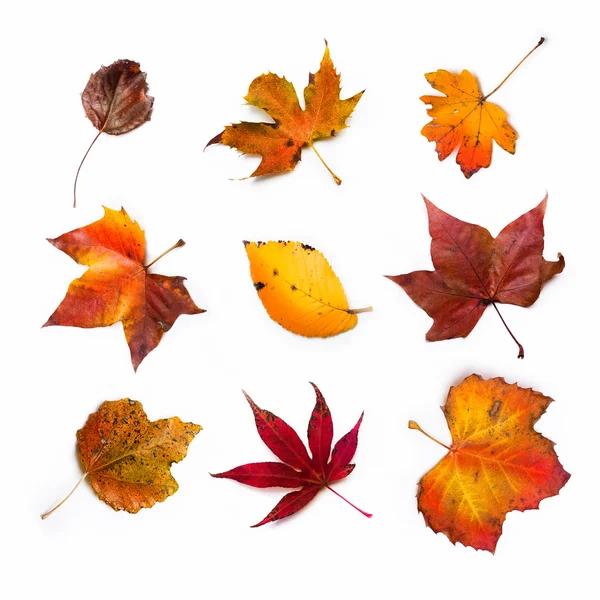 Autumn leaf — Stock Photo, Image