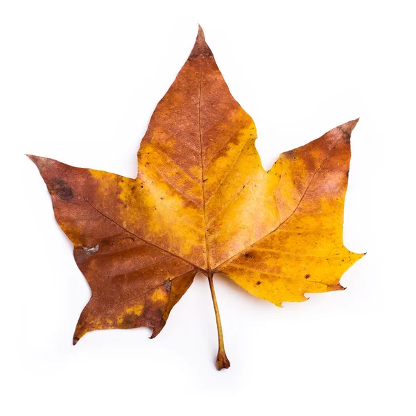 Autumn leaf — Stock Photo, Image