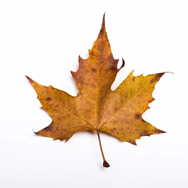 Hoja de otoño — Foto de Stock