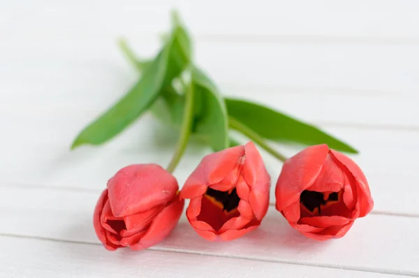 Tulipas vermelhas no fundo de madeira branco — Fotografia de Stock