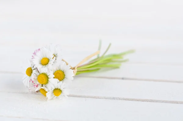 Bando de margarida em fundo de madeira branca — Fotografia de Stock