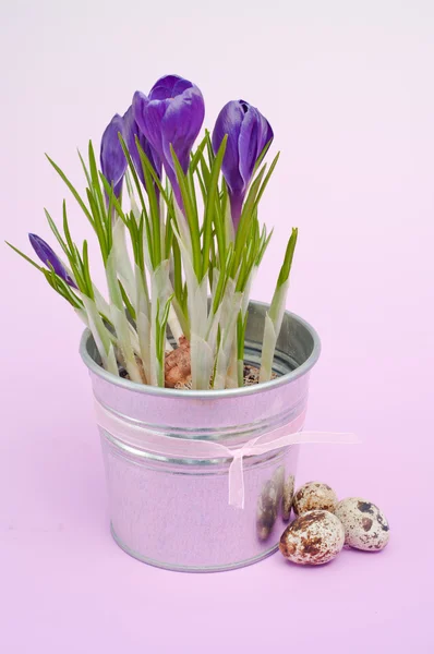 Crocus krásný jarní květiny (velikonoční složení) — Stock fotografie