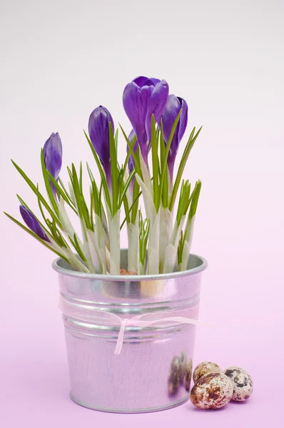 Piękne wiosenne krokus kwiaty (kompozycja Wielkanocna) — Zdjęcie stockowe