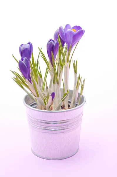 Lindas flores de croco primavera — Fotografia de Stock
