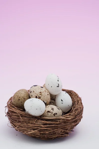 巣の中のウズラの卵 — ストック写真