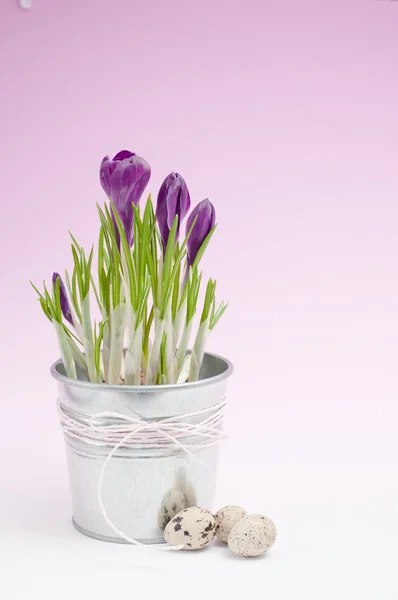 아름 다운 봄 크 로커 스 꽃 (부활절 구성) — 스톡 사진