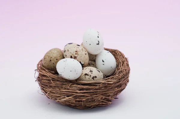 Quail eggs in the nest — Stock Photo, Image