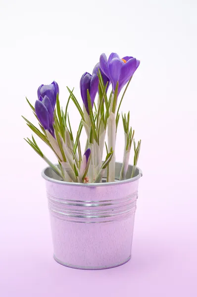 Lindas flores de croco primavera — Fotografia de Stock