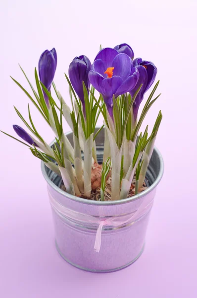 Beautiful spring crocus flowers — Stock Photo, Image