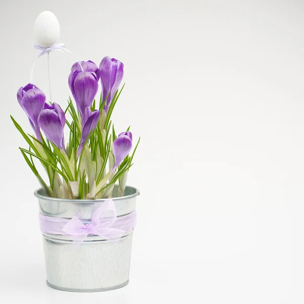 Szép tavaszi sáfrány virágok (húsvéti összetétele) — Stock Fotó