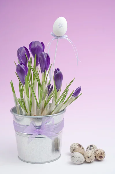 Piękne wiosenne krokus kwiaty (kompozycja Wielkanocna) — Zdjęcie stockowe
