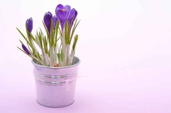 Gyönyörű tavaszi crocus virágok — Stock Fotó