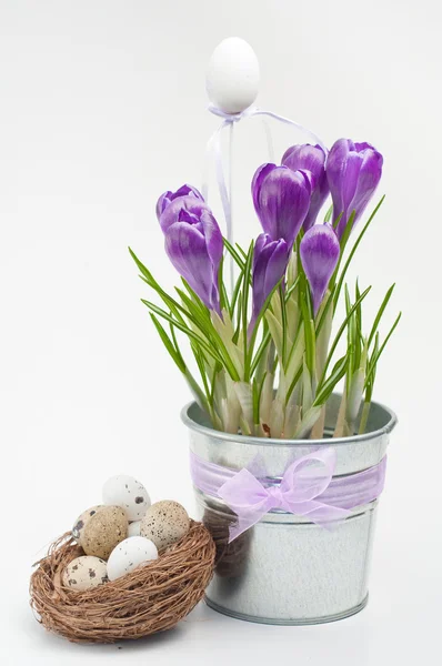 아름 다운 봄 크 로커 스 꽃 (부활절 구성) — 스톡 사진