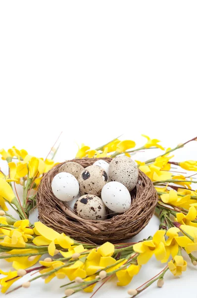 Different types of eggs in a nest on a white wooden background — Stock Photo, Image