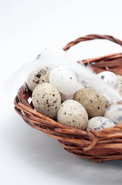 Different types of eggs in a nest on a white background — Stock Photo, Image