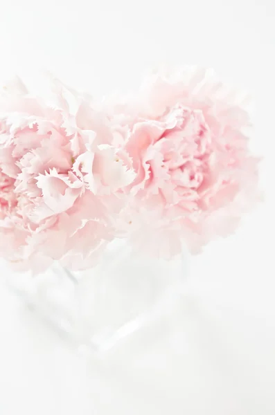 粉色的花 — 图库照片
