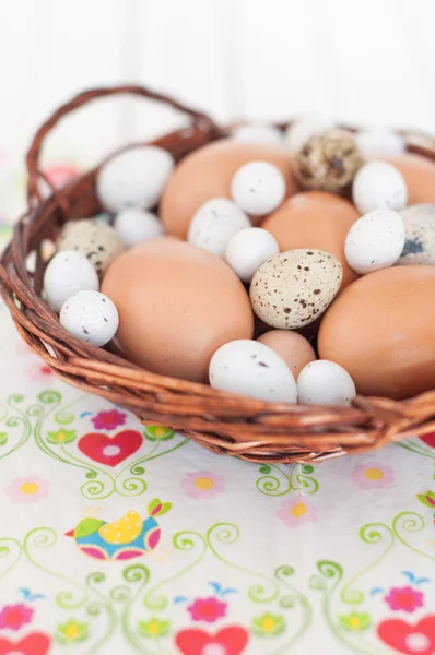 Different types of eggs — Stock Photo, Image