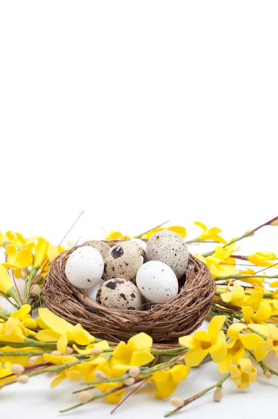 Different types of eggs in a nest on a white wooden background — Stock Photo, Image