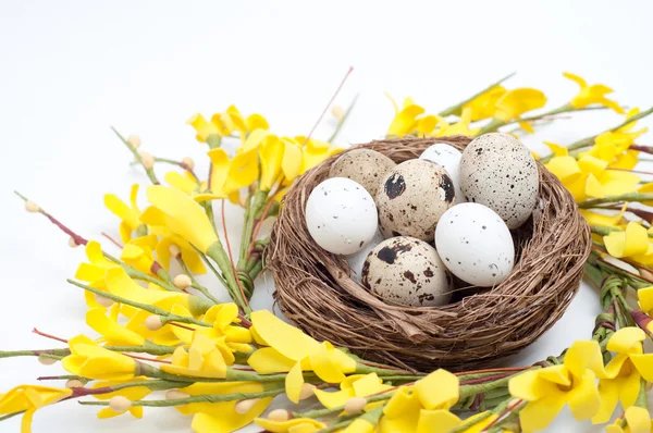 Different types of eggs in a nest on a white wooden background — Stock Photo, Image