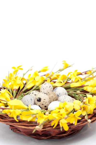 흰색 나무 바탕에 둥지에 있는 계란의 종류 — 스톡 사진