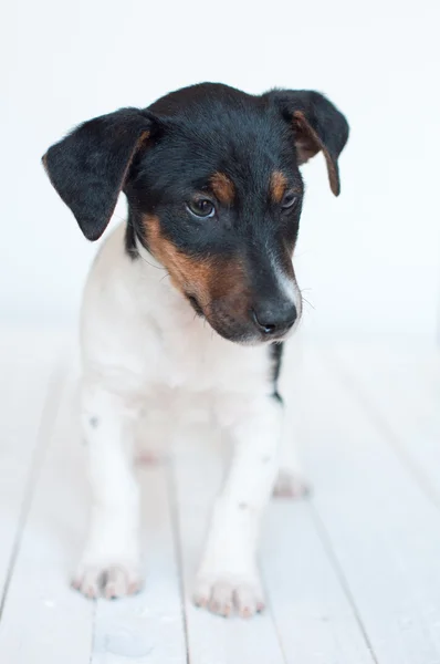 Cuidado com o cão — Fotografia de Stock