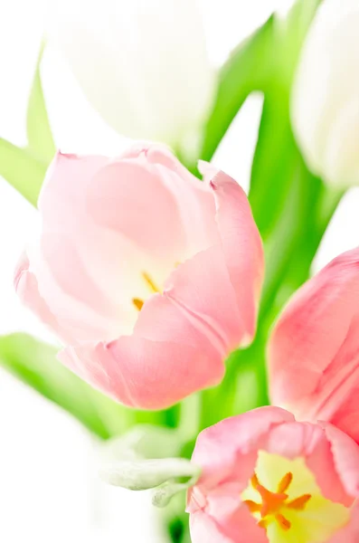 Pink and white tulips on white — Stock Photo, Image