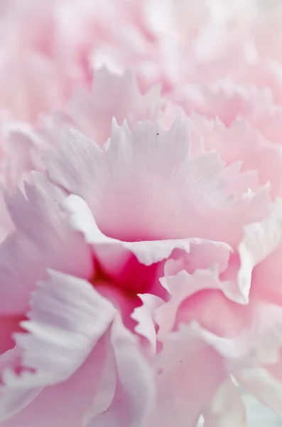 Rosa Blüten — Stockfoto