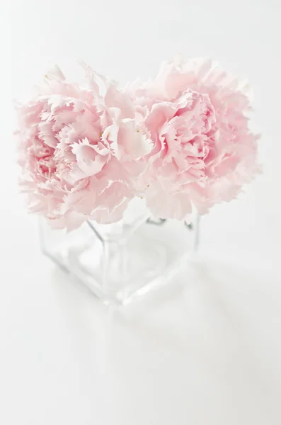 Pink flowers — Stock Photo, Image