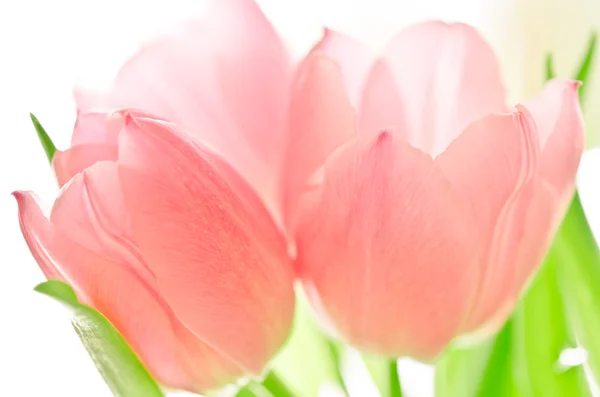 Růžové tulipány na bílém pozadí — Stock fotografie