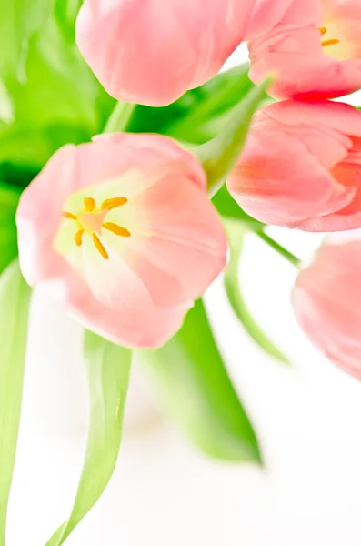 Pink tulips on white — Stock Photo, Image
