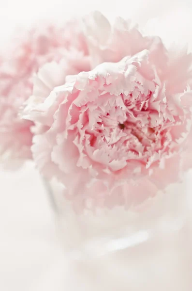 Rosa blommor — Stockfoto